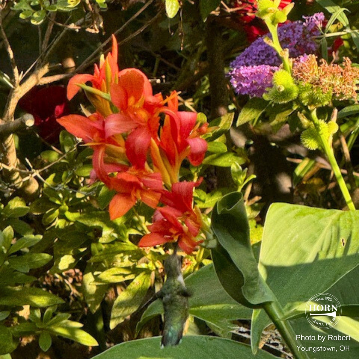 Berry Pink Canna Flower Bulbs