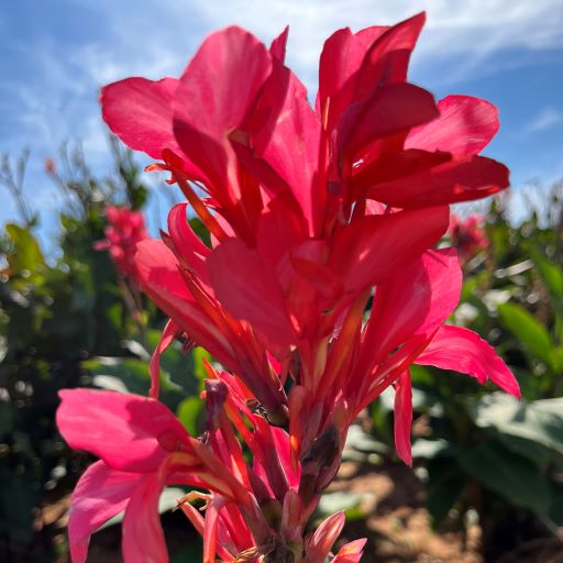 Berry Pink Canna Flower Bulbs