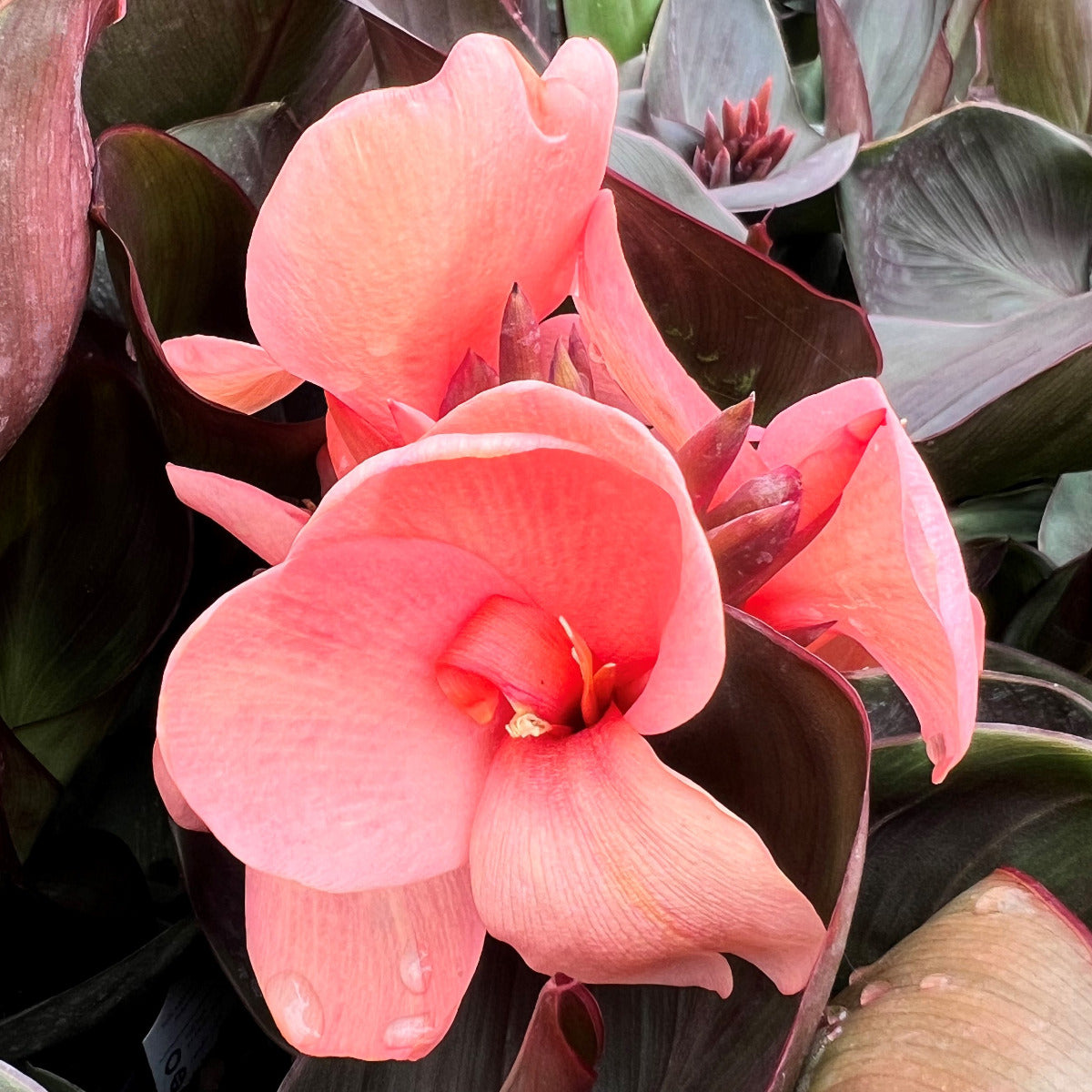 Cannova® Quad Plants 4-Pack