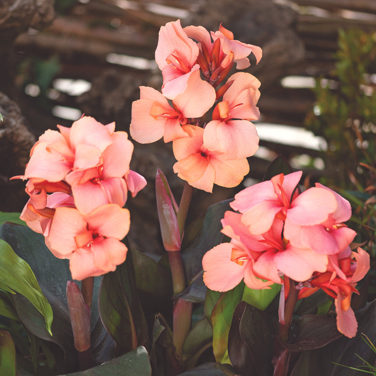 Cannova® Bronze Peach Plant