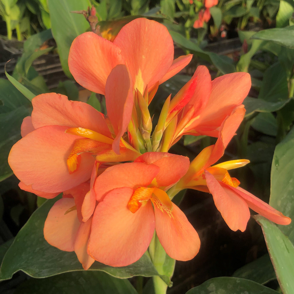 Cannova® Mango Plant