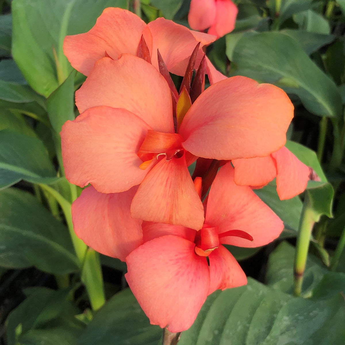 Cannova® Quad Plants 4-Pack