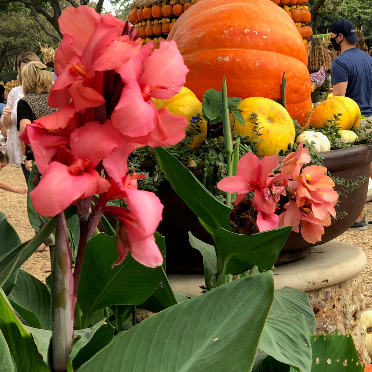 Cannova® Mango Plant