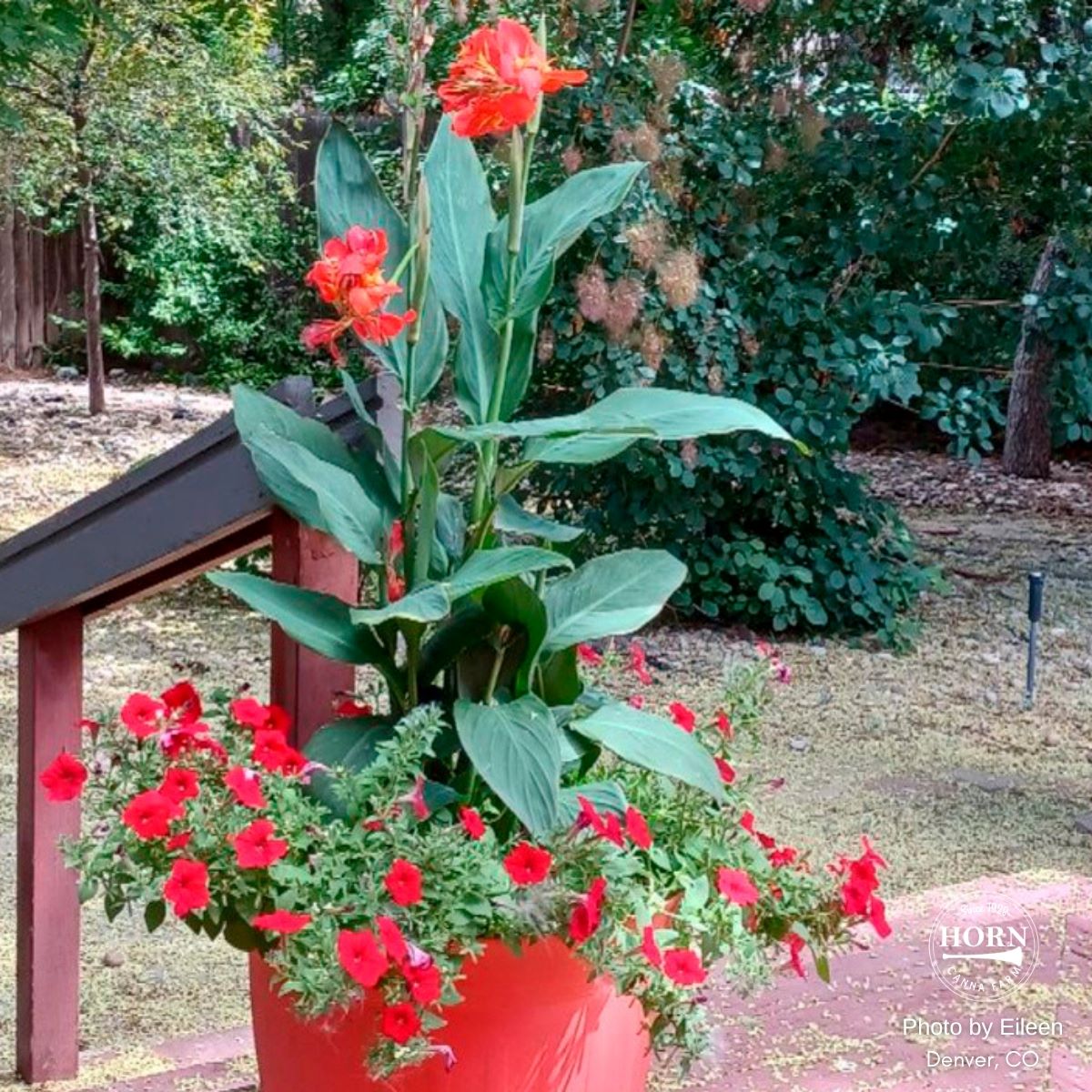 Cannova® Orange Shades Plant