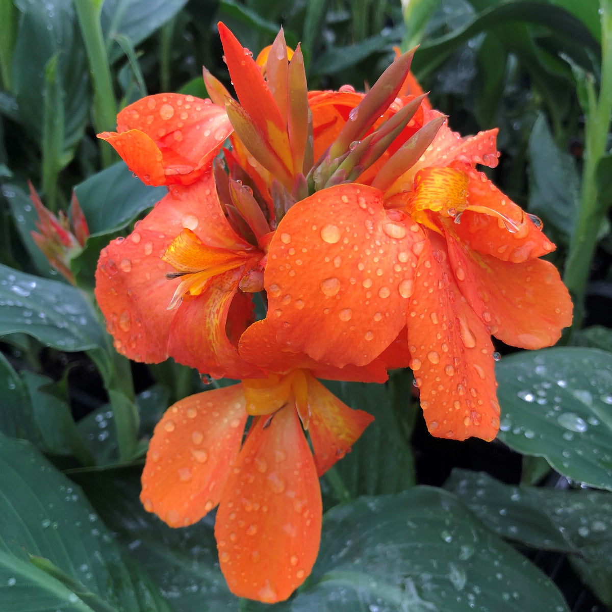 Cannova® Orange Shades Plant