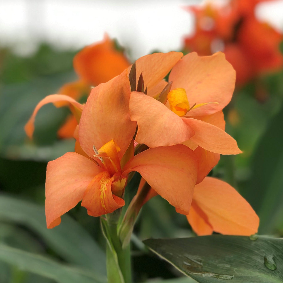 Cannova® Orange Shades Plant