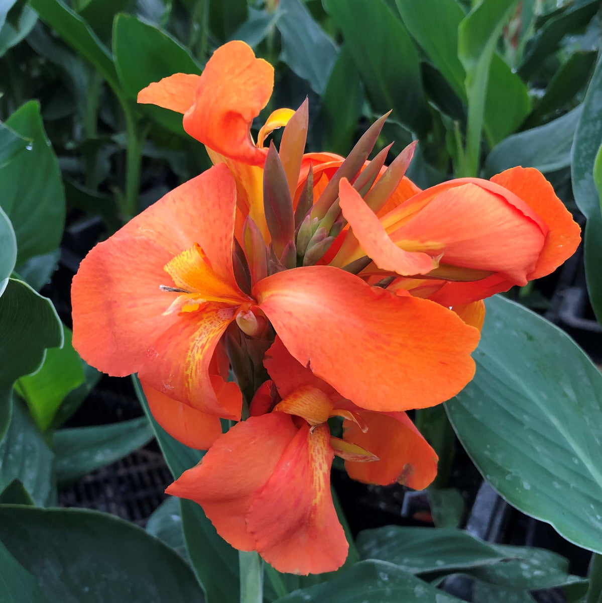 Cannova® Orange Shades Plant