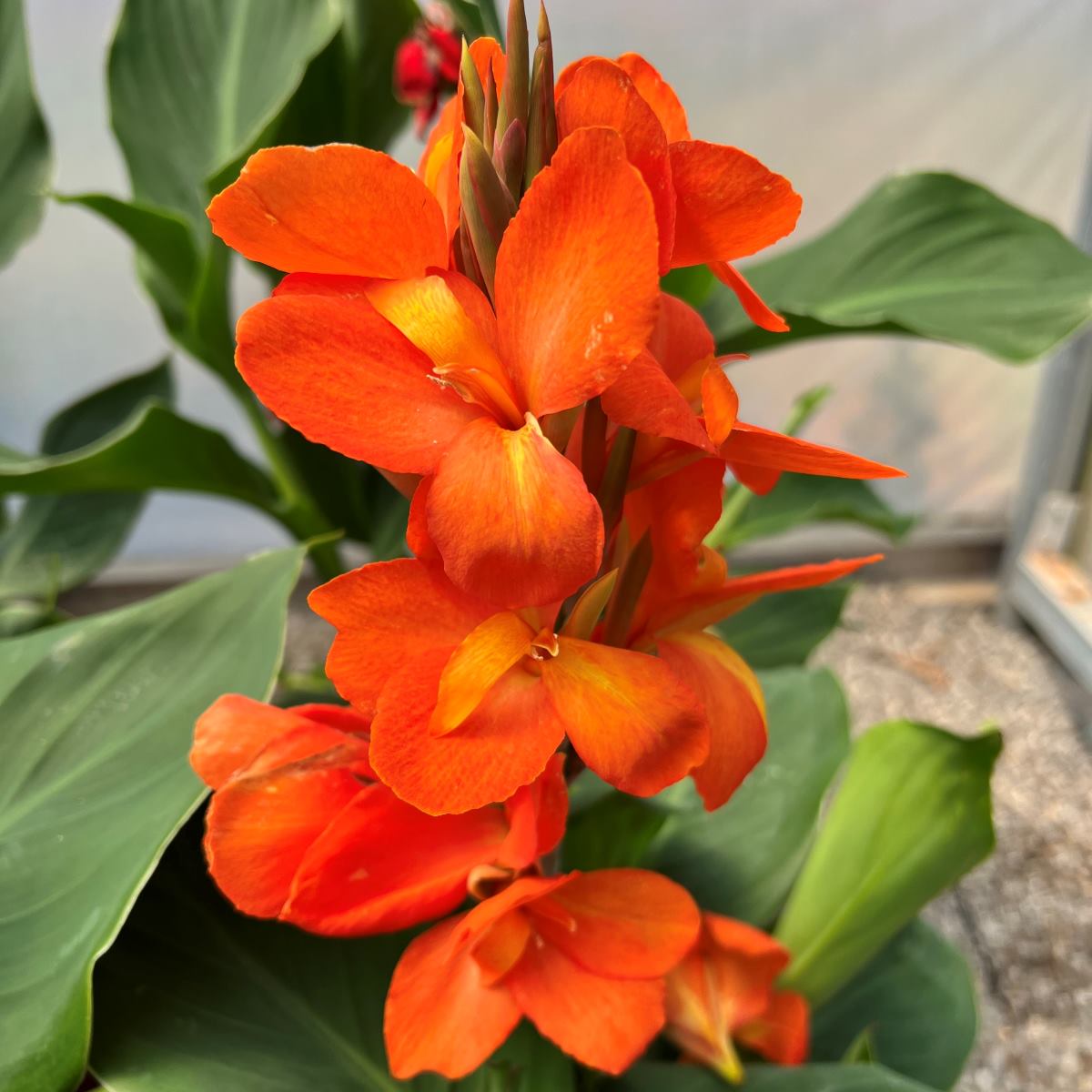 Cannova® Orange Shades Plant