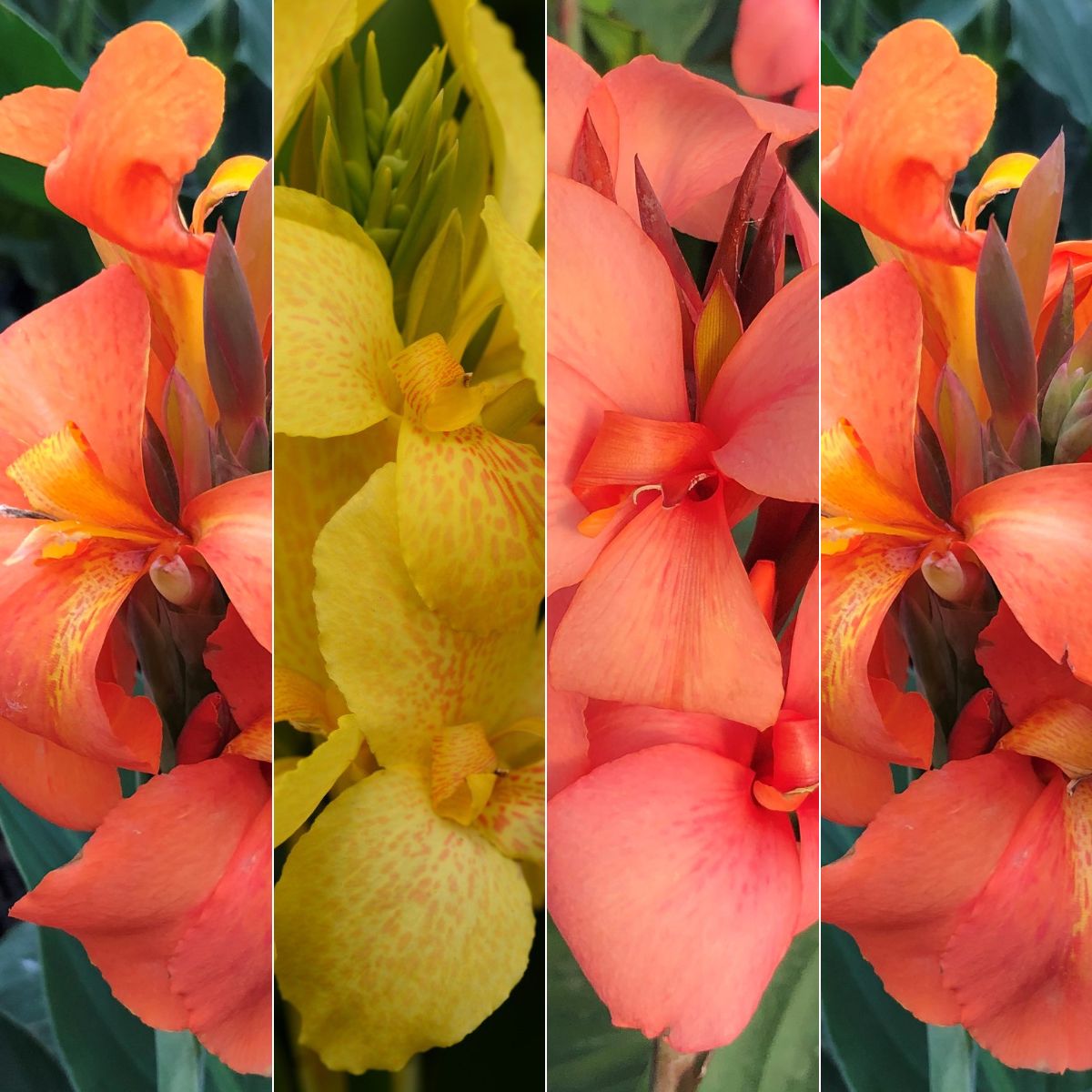 Cannova® Quad Plants 4-Pack