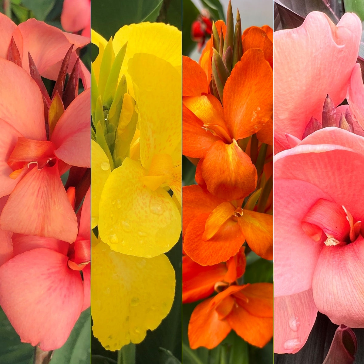 Cannova® Quad Plants 4-Pack