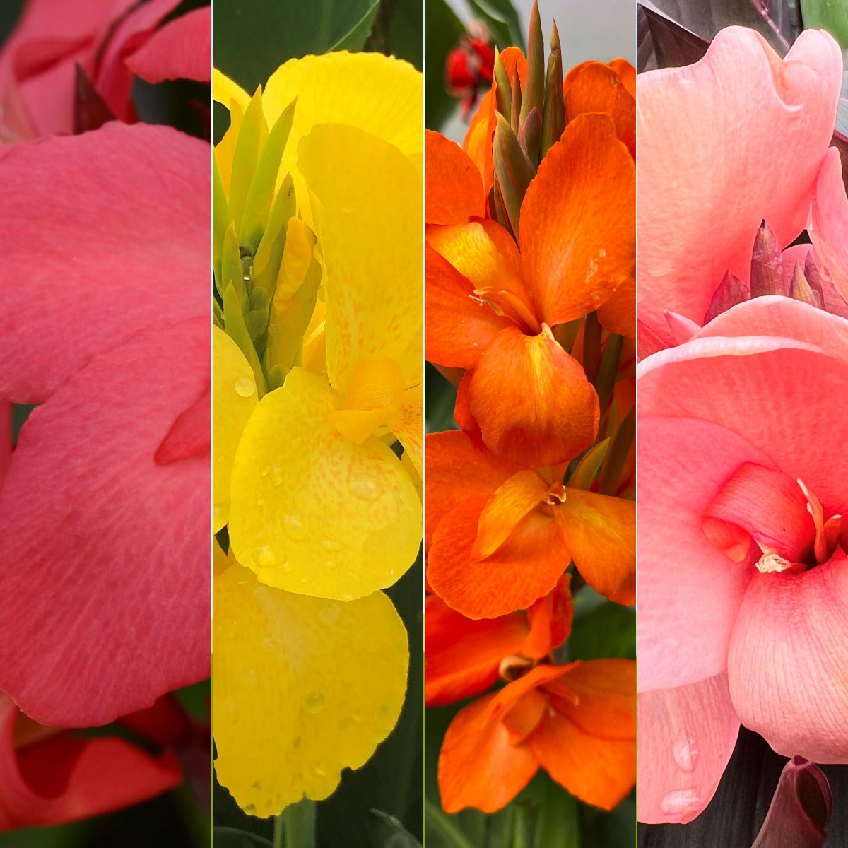 Cannova® Quad Plants 4-Pack