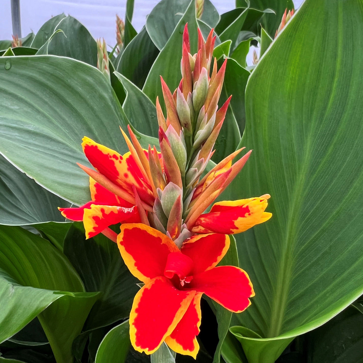 Cannova® Red Golden Flame Plant