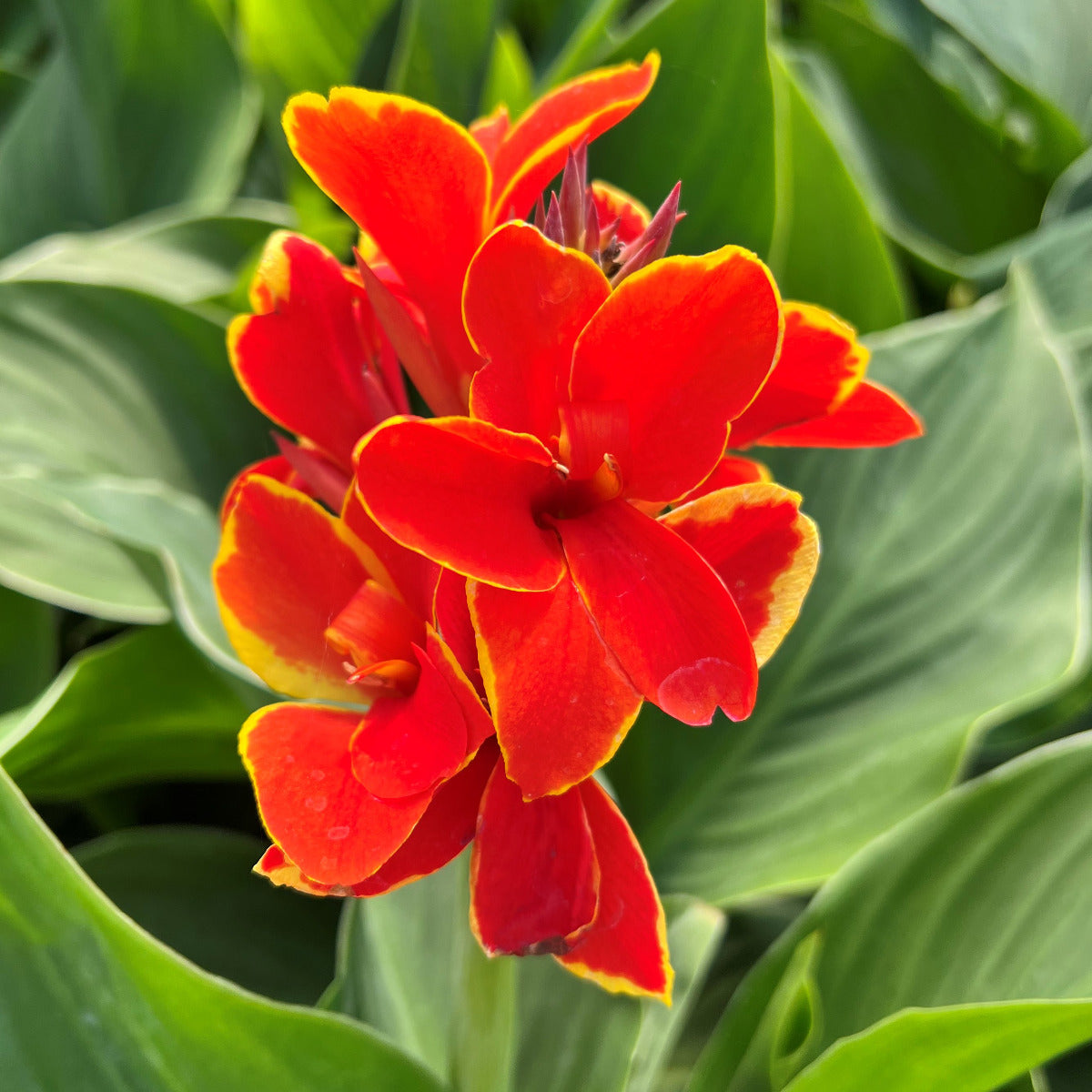 Cannova® Red Golden Flame Plant