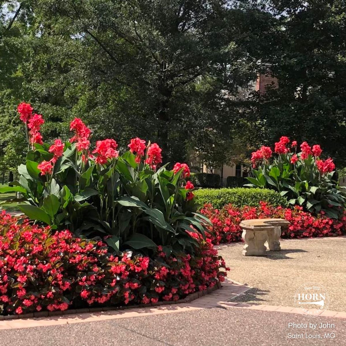 Cannova® Rose Plant