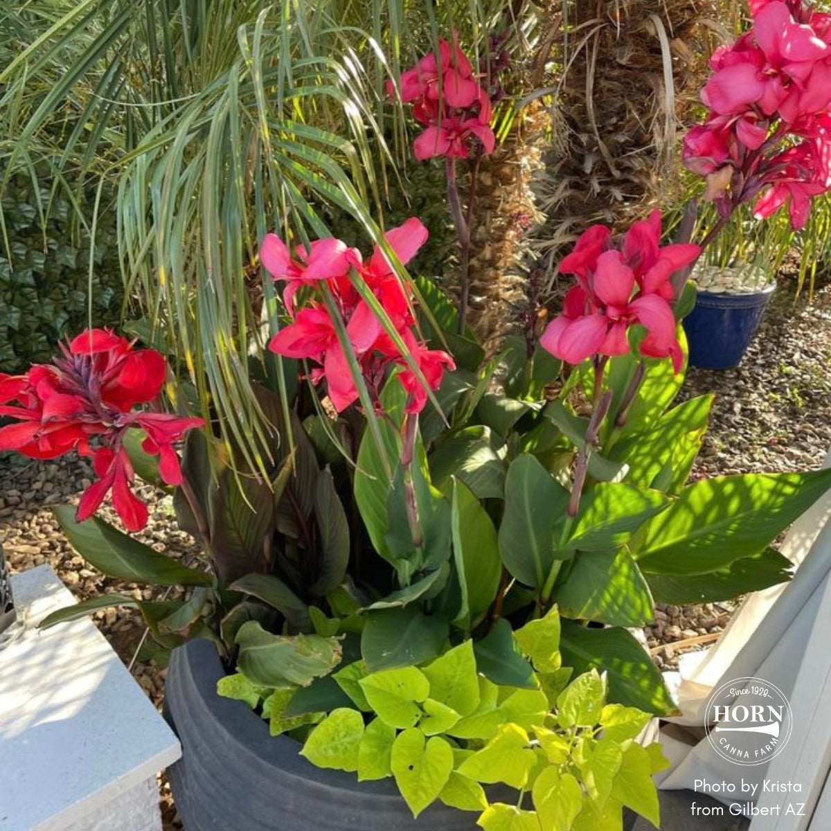 Cannova® Rose Plant