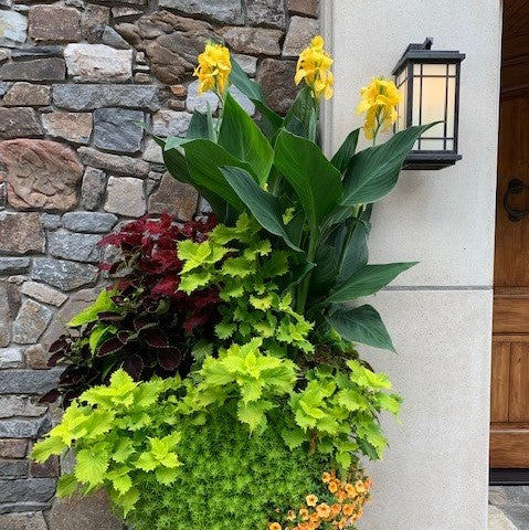 Cannova® Yellow Plant