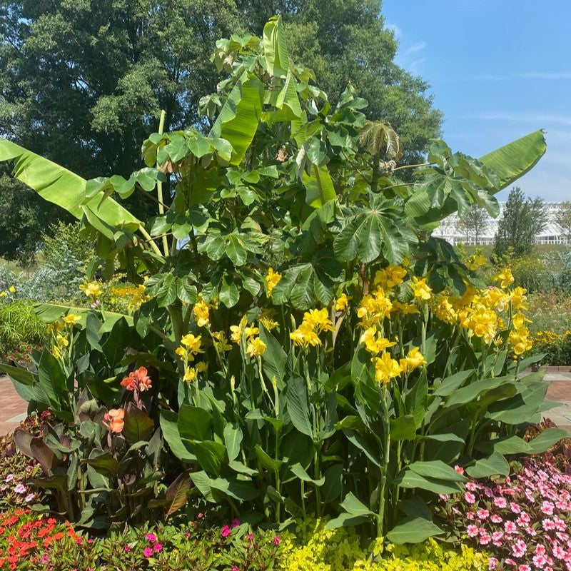 Cannova® Yellow Plant