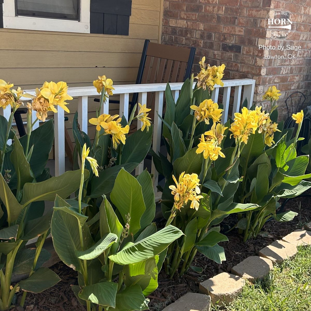 Cannova® Yellow Plant