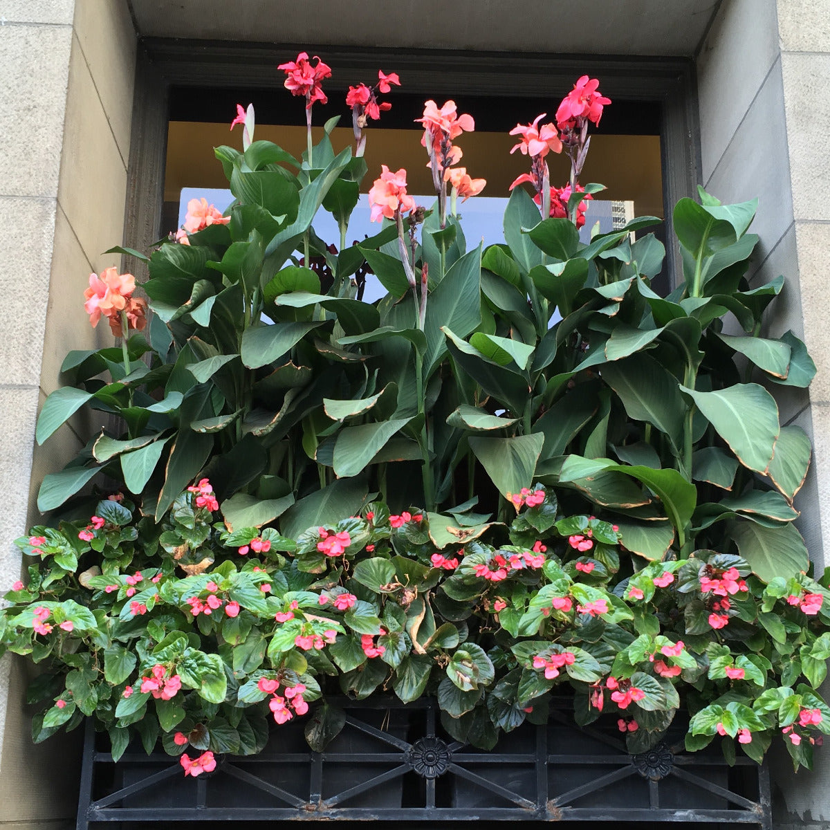 Cannova® Mango Plant