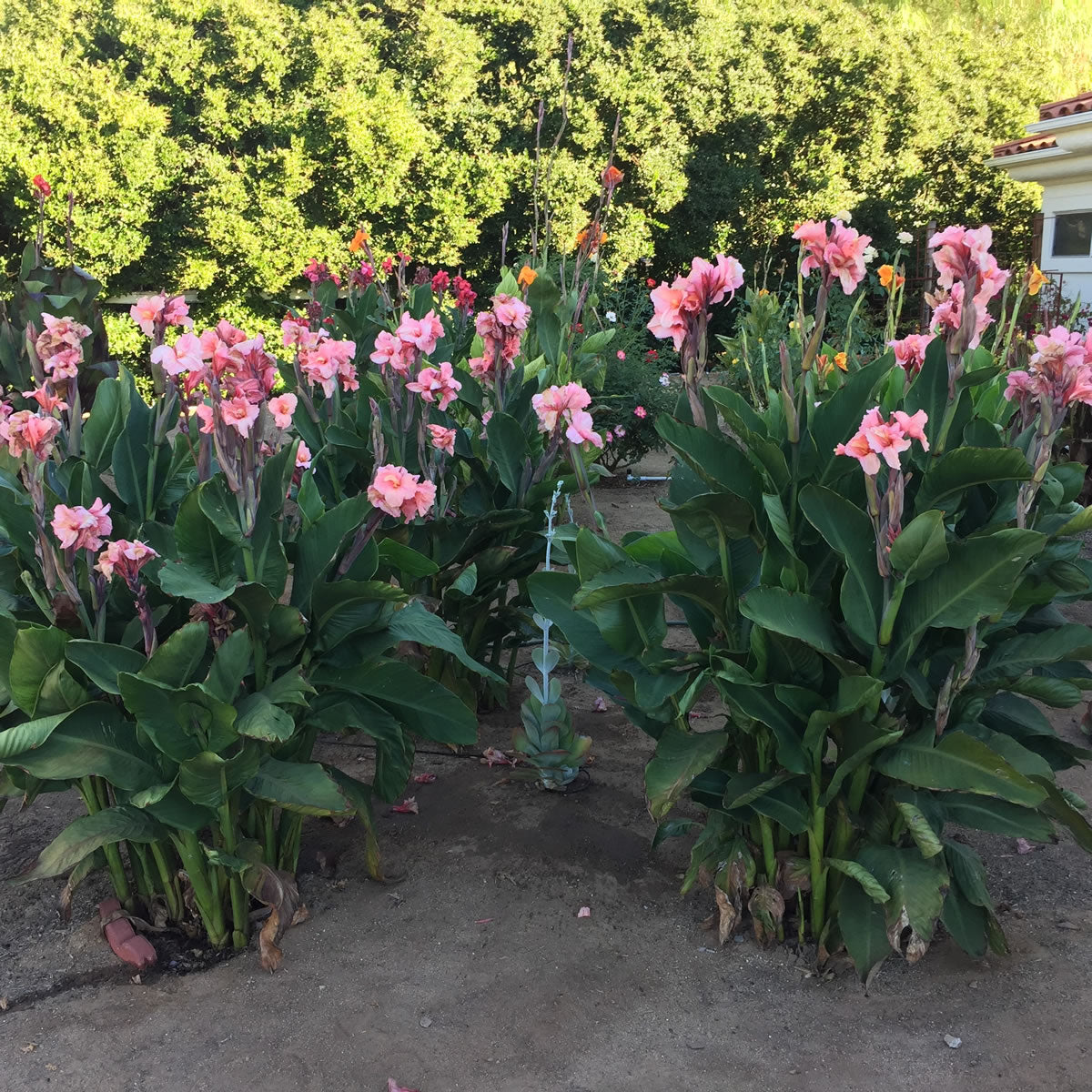 Chinese Coral Canna Flower Bulbs