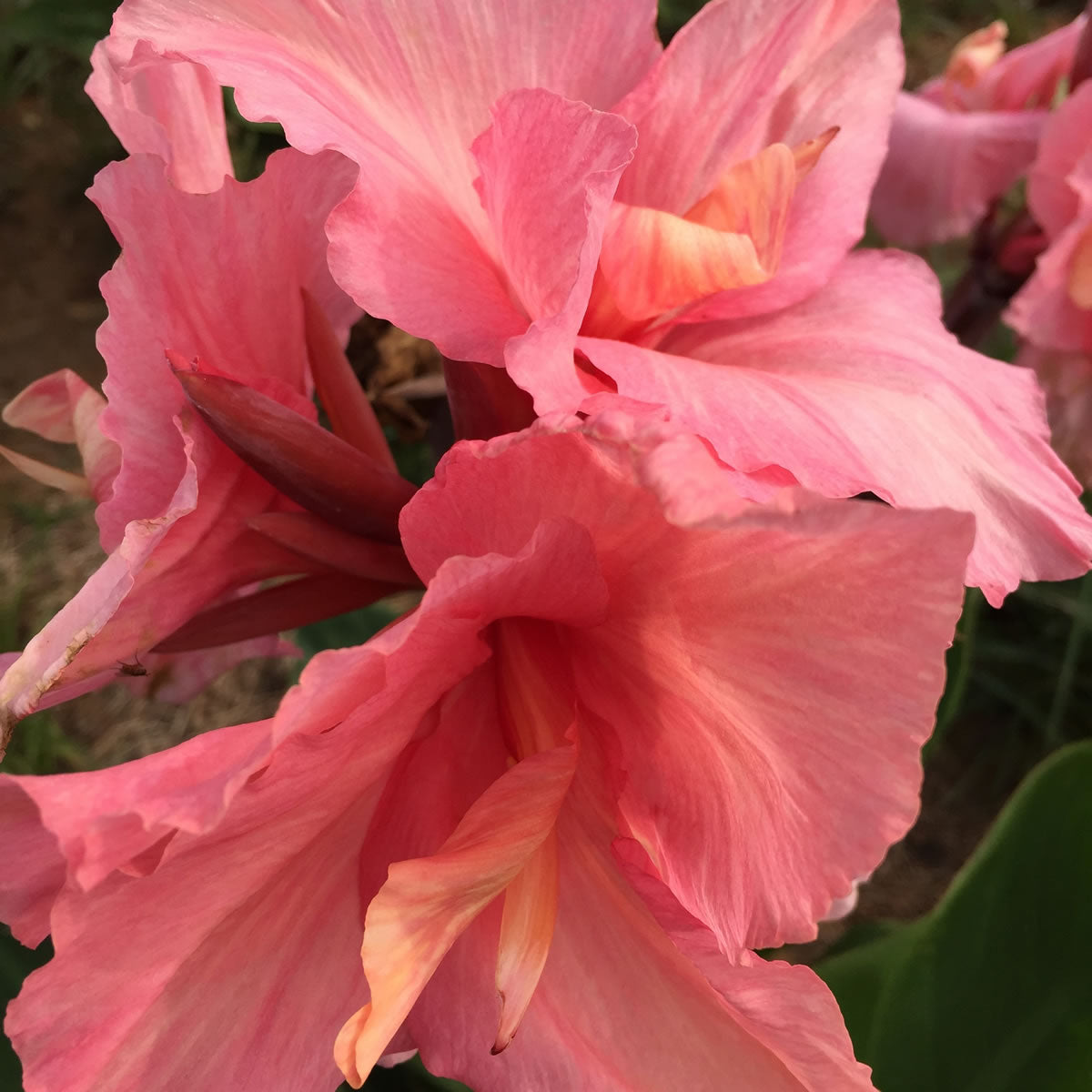 Chinese Coral Canna Flower Bulbs