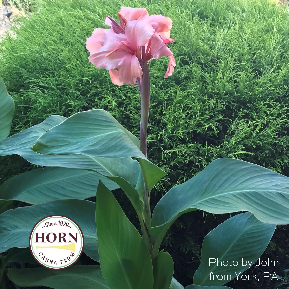 Chinese Coral Canna Flower Bulbs