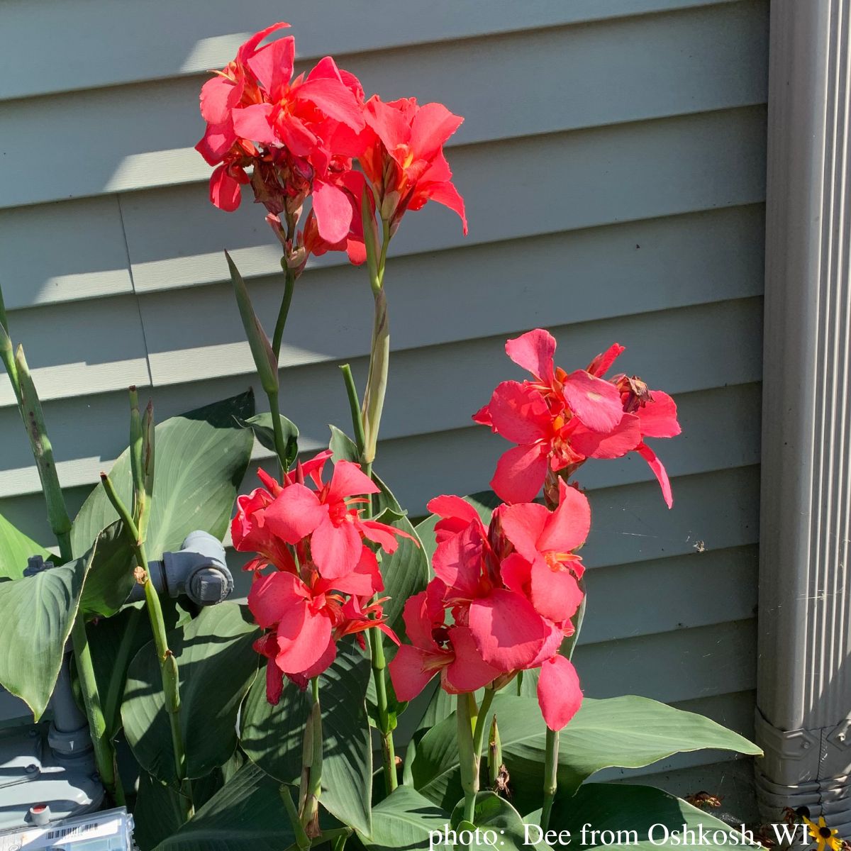 City of Portland Bulk 25-Pack Canna Flower Bulbs