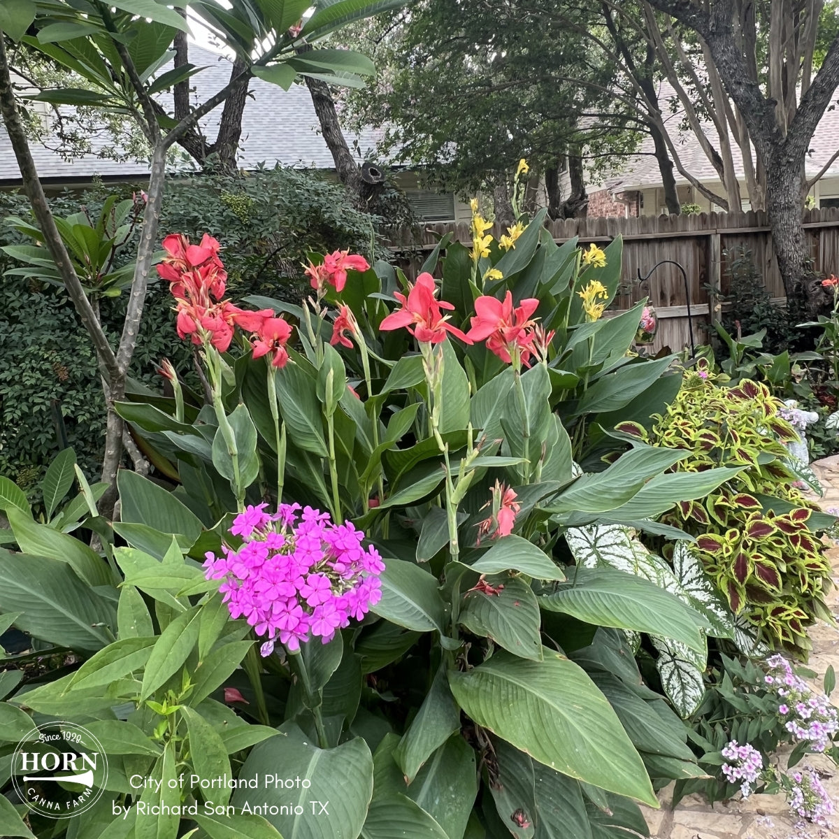 City of Portland Bulk 25-Pack Canna Flower Bulbs