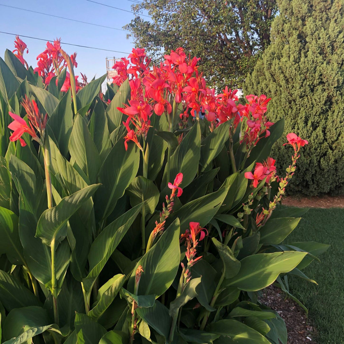 City of Portland Bulk 50-Pack Canna Flower Bulbs