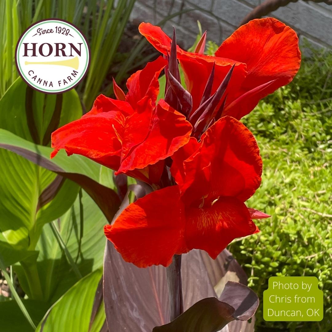 Cleopatra Canna Flower Bulbs