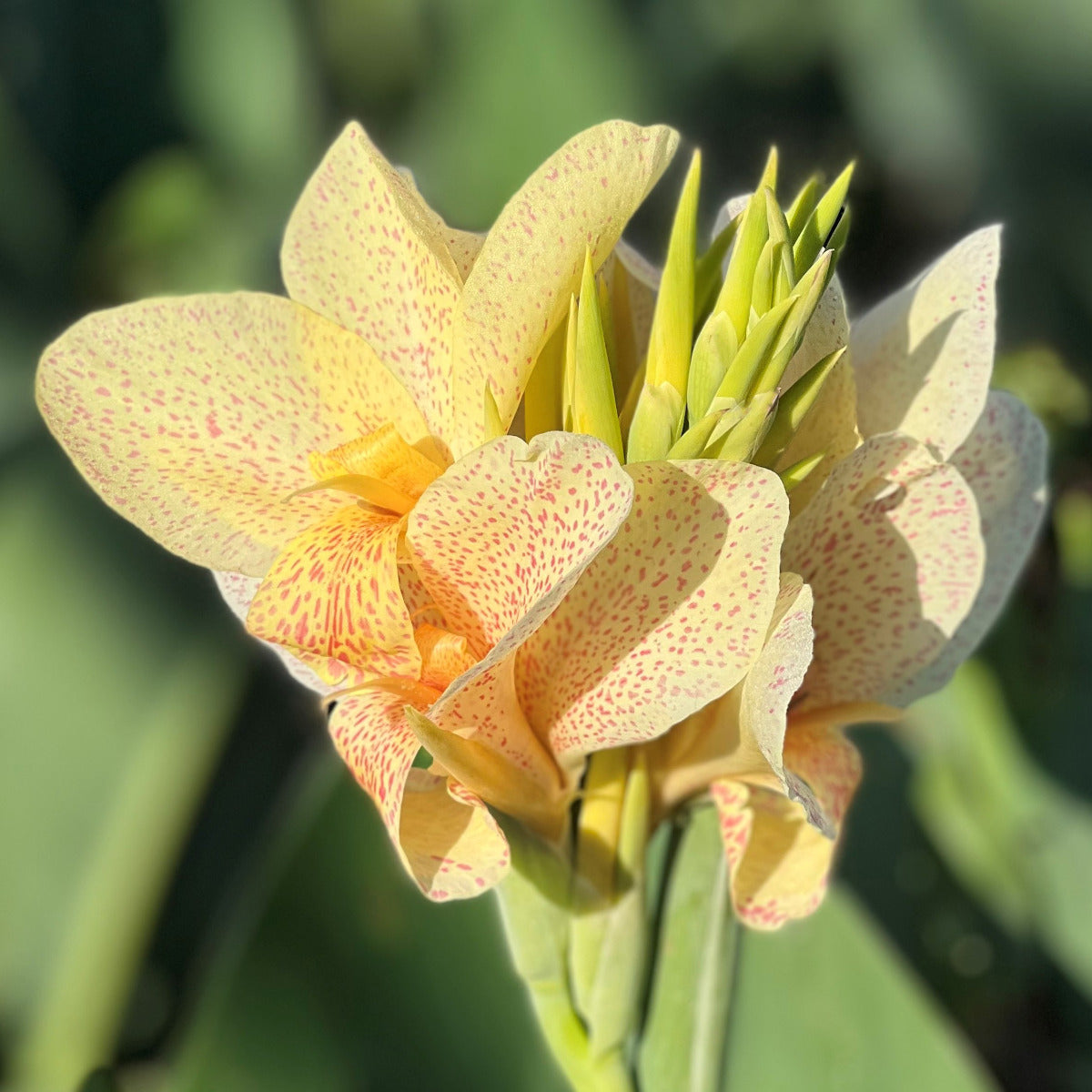 Confetti Canna Flower Bulbs