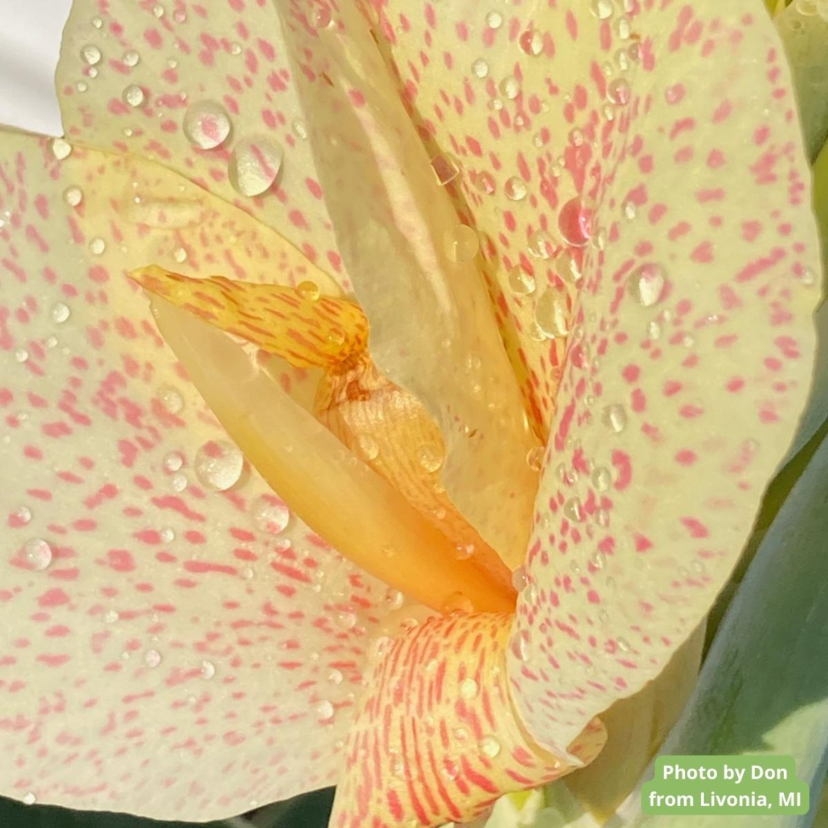 Confetti Canna Flower Bulbs