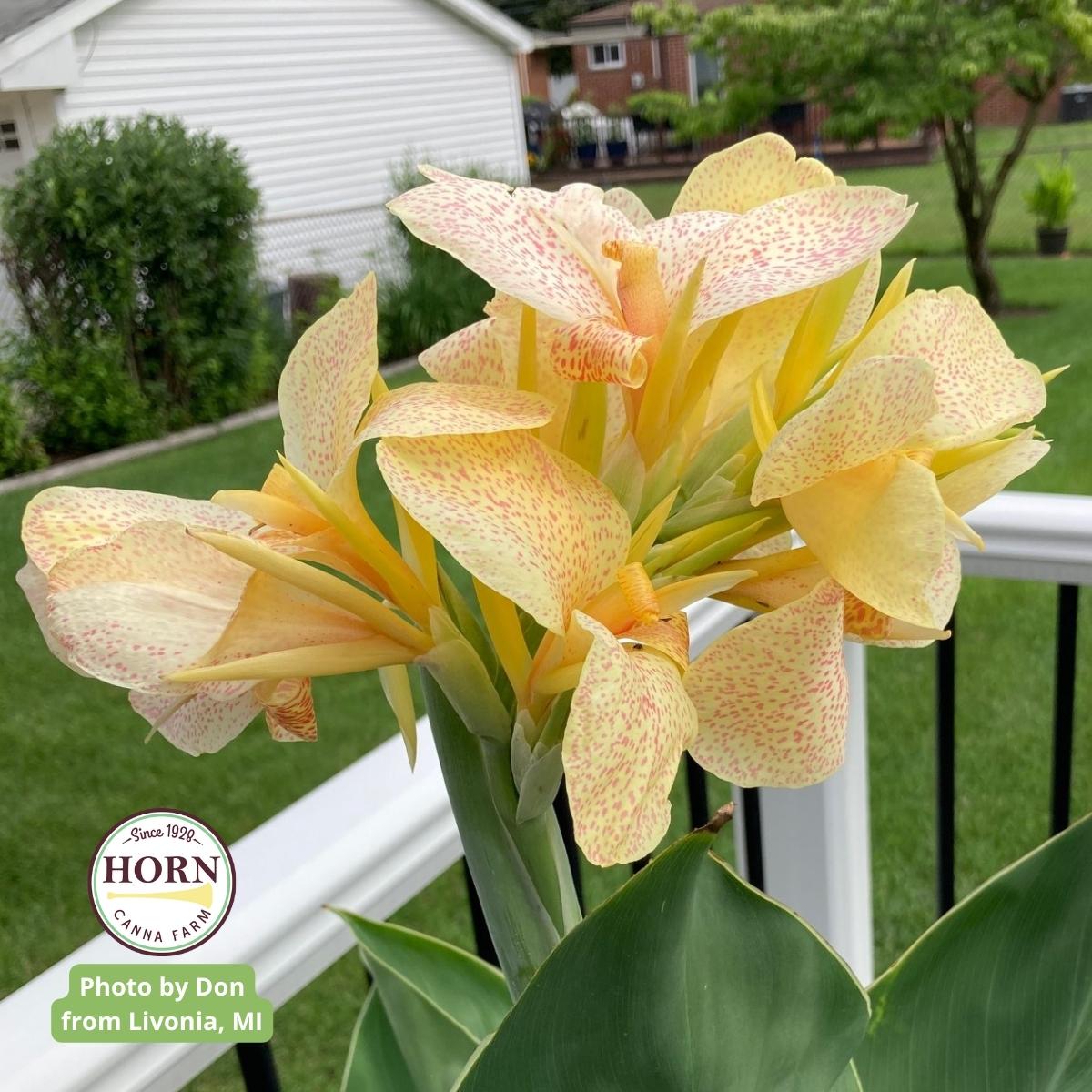 Confetti Canna Flower Bulbs