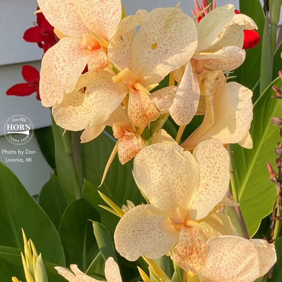 Confetti Canna Flower Bulbs