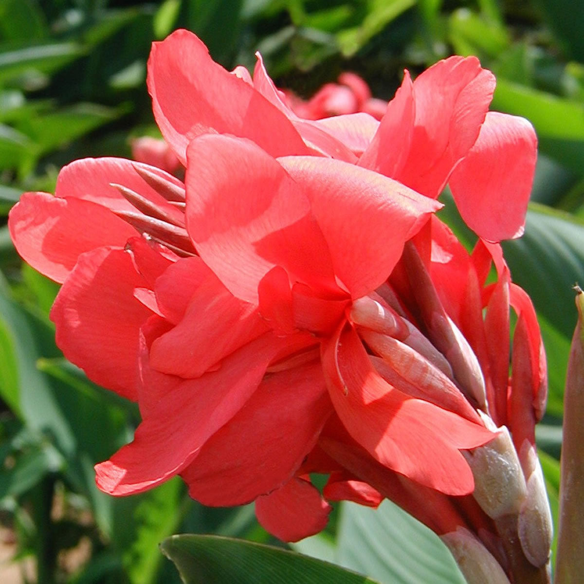 Crimson Beauty Canna Flower Bulbs