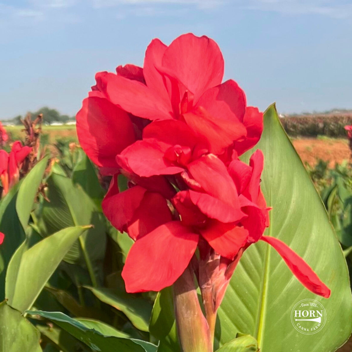 Crimson Beauty Bulk 50-Pack Canna Flower Bulbs