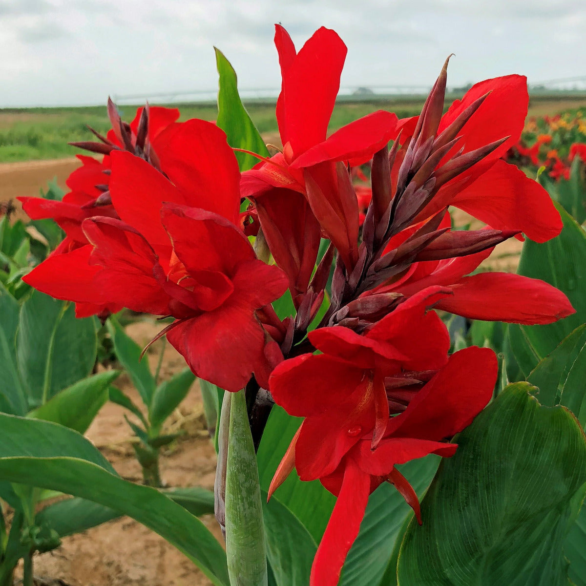 Firebird Canna Flower Bulbs