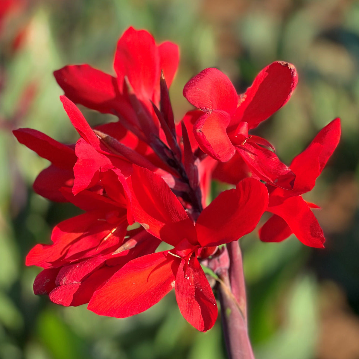Firebird Canna Flower Bulbs