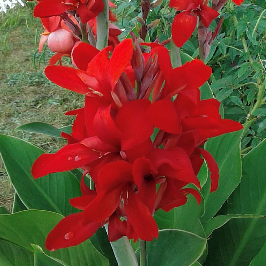 Kreta Canna Flower Bulbs