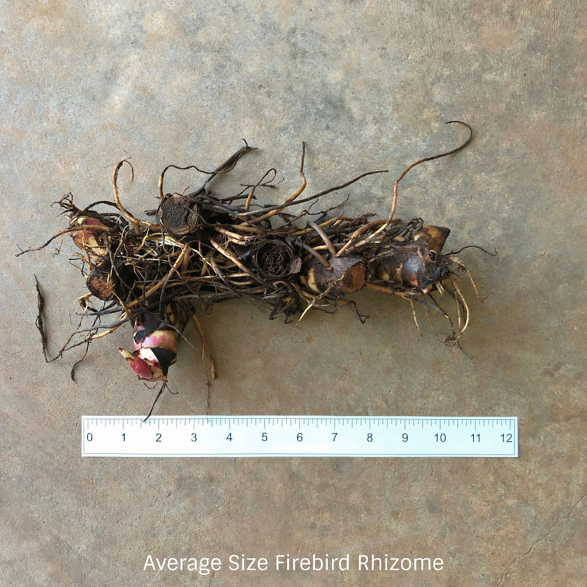 Firebird Canna Flower Bulbs