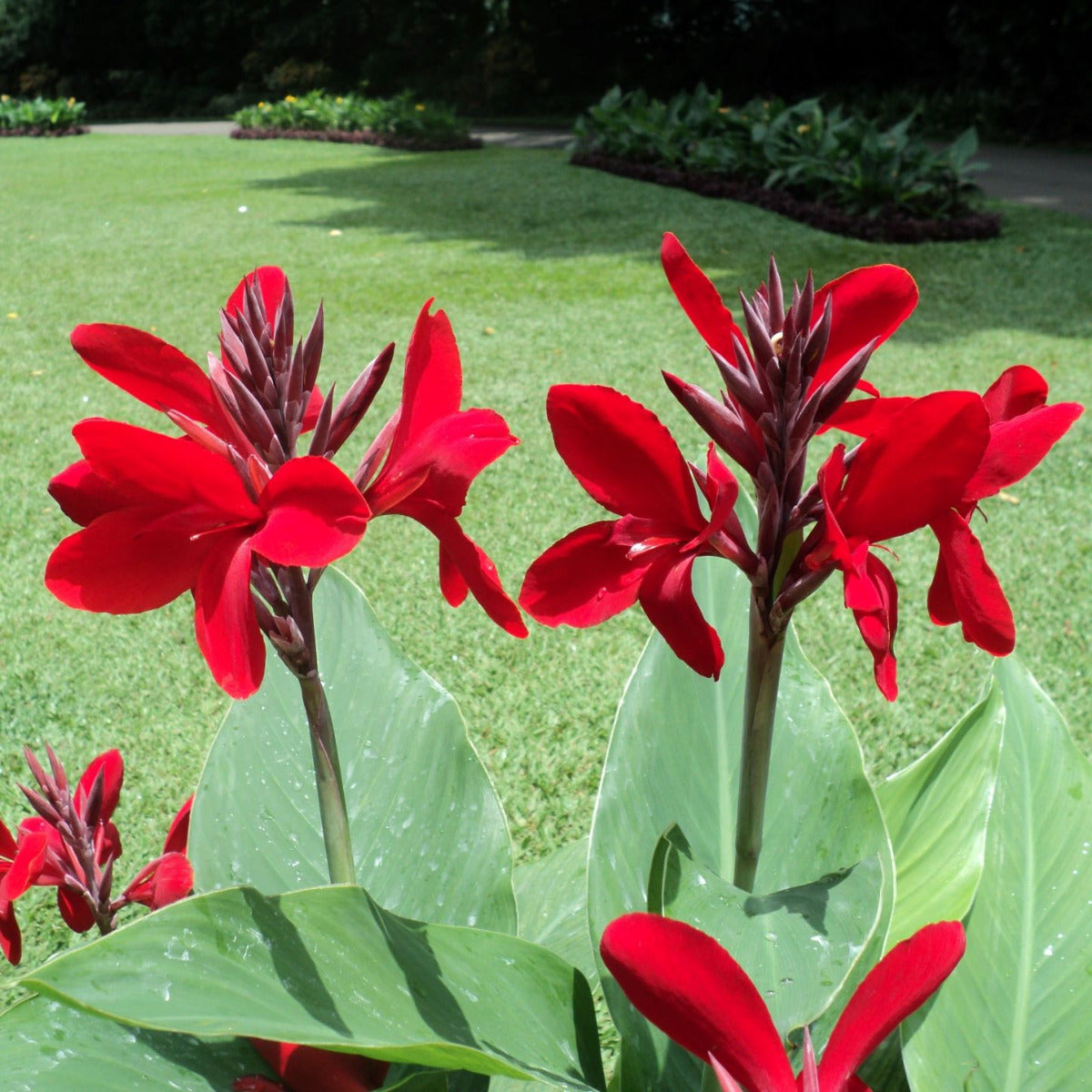 Firebird Canna Flower Bulbs