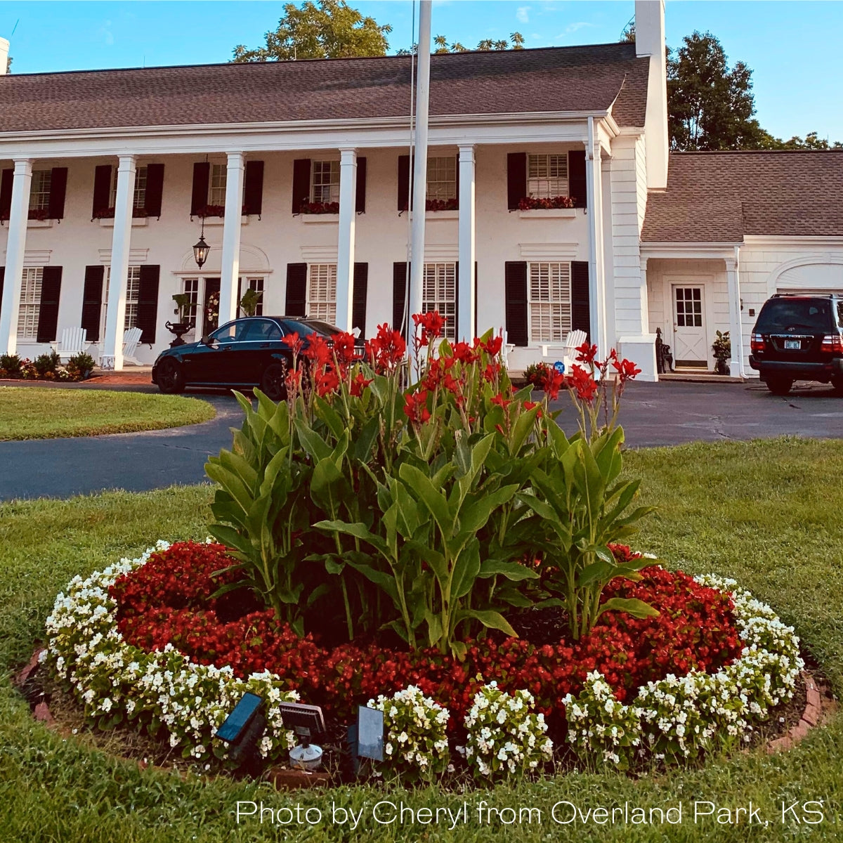 Kreta Canna Flower Bulbs
