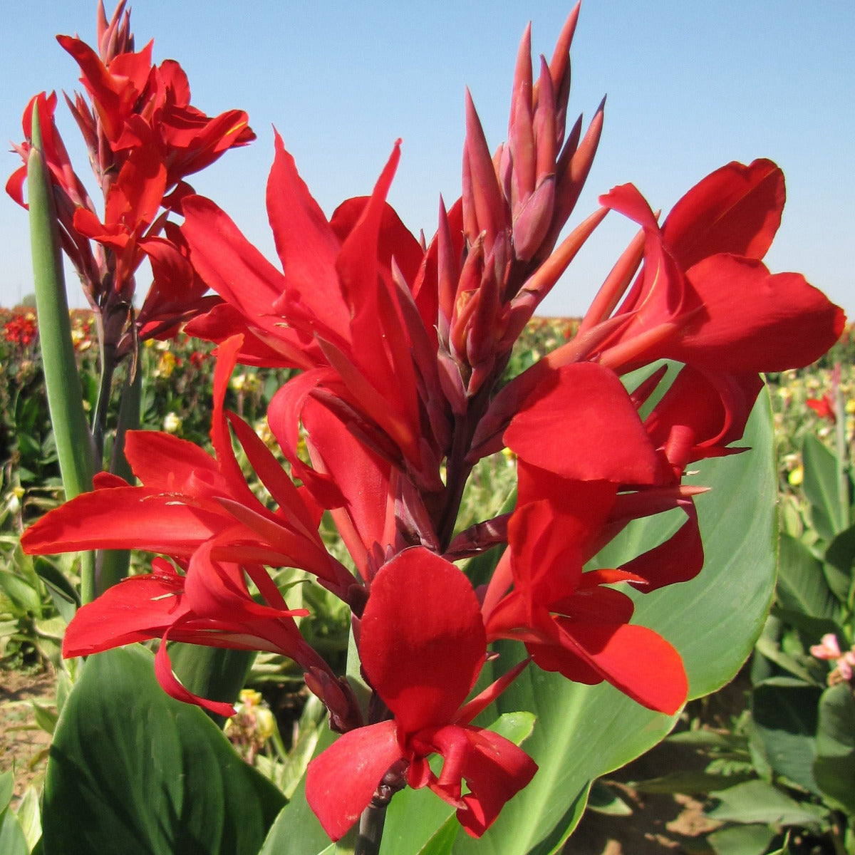 Kreta Canna Flower Bulbs