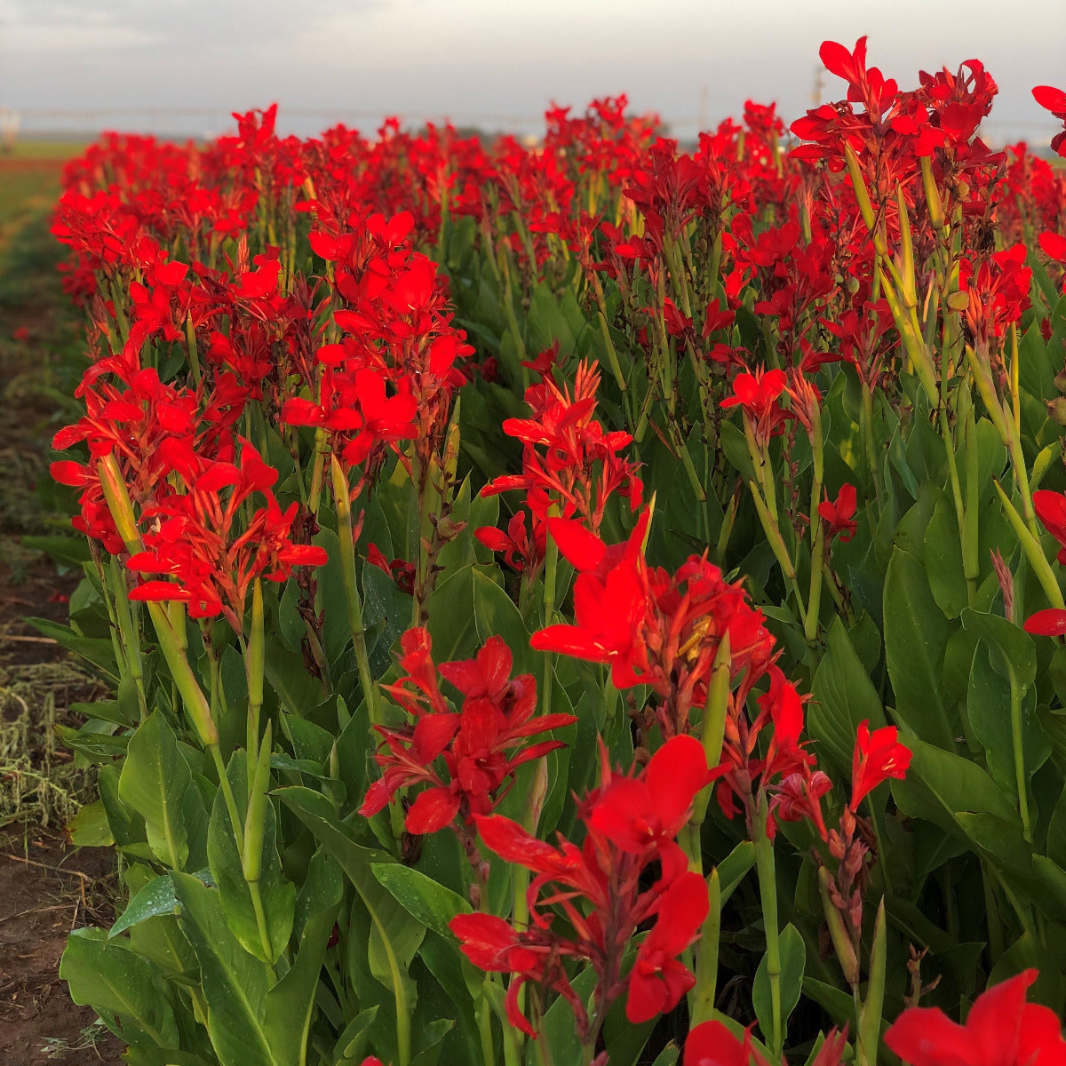 Kreta Canna Flower Bulbs