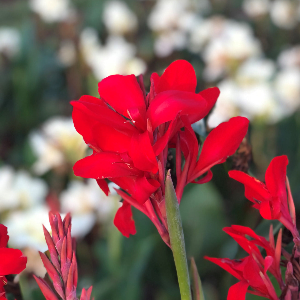 Kreta Canna Flower Bulbs