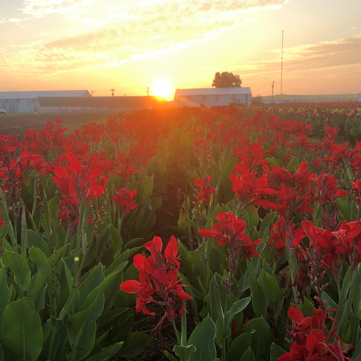 Kreta Canna Flower Bulbs