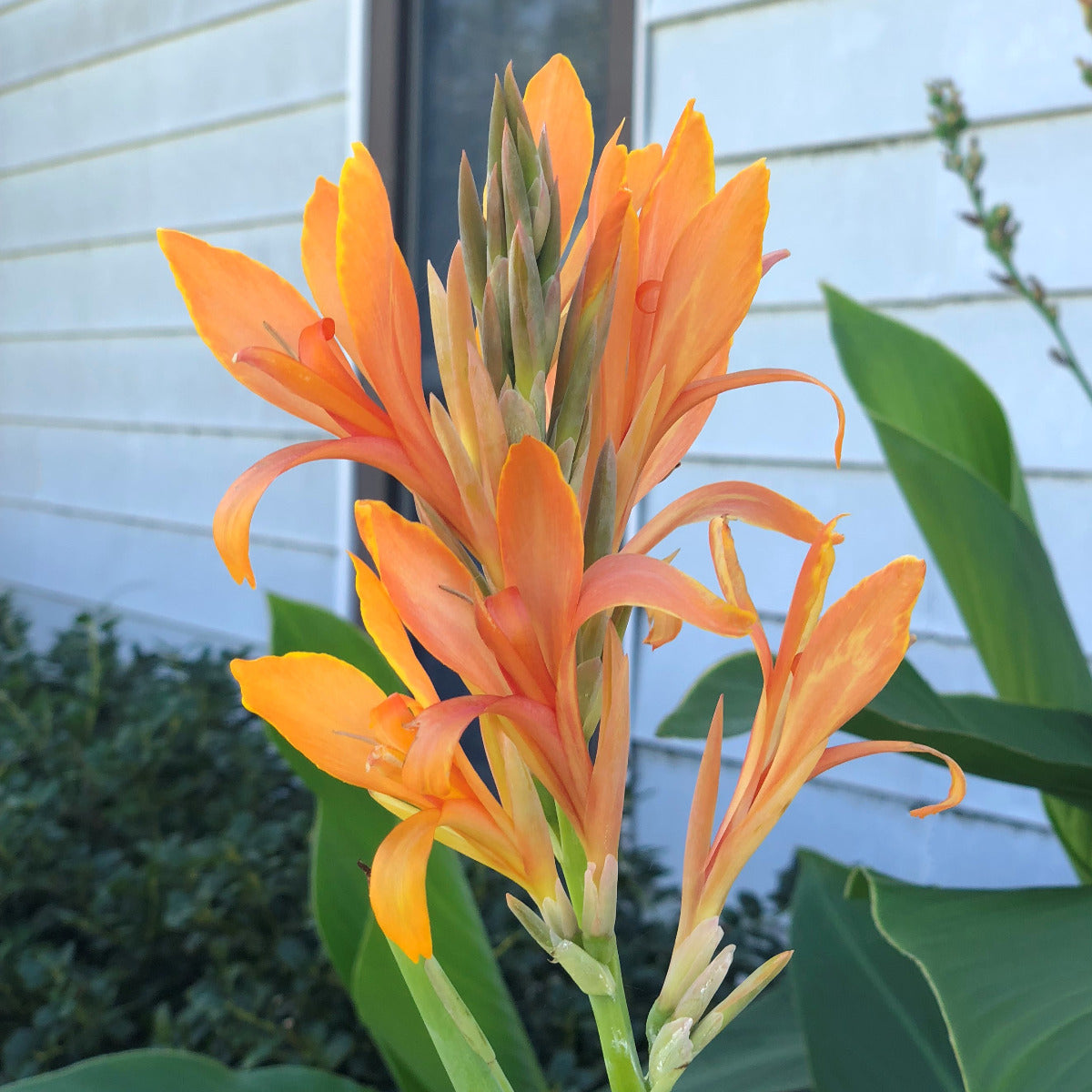 Omega Canna Flower Bulbs