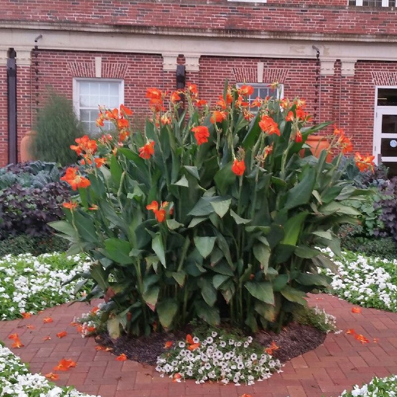 Orange Punch Canna Flower Bulbs