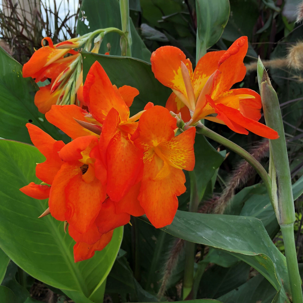Orange Punch Canna Flower Bulbs