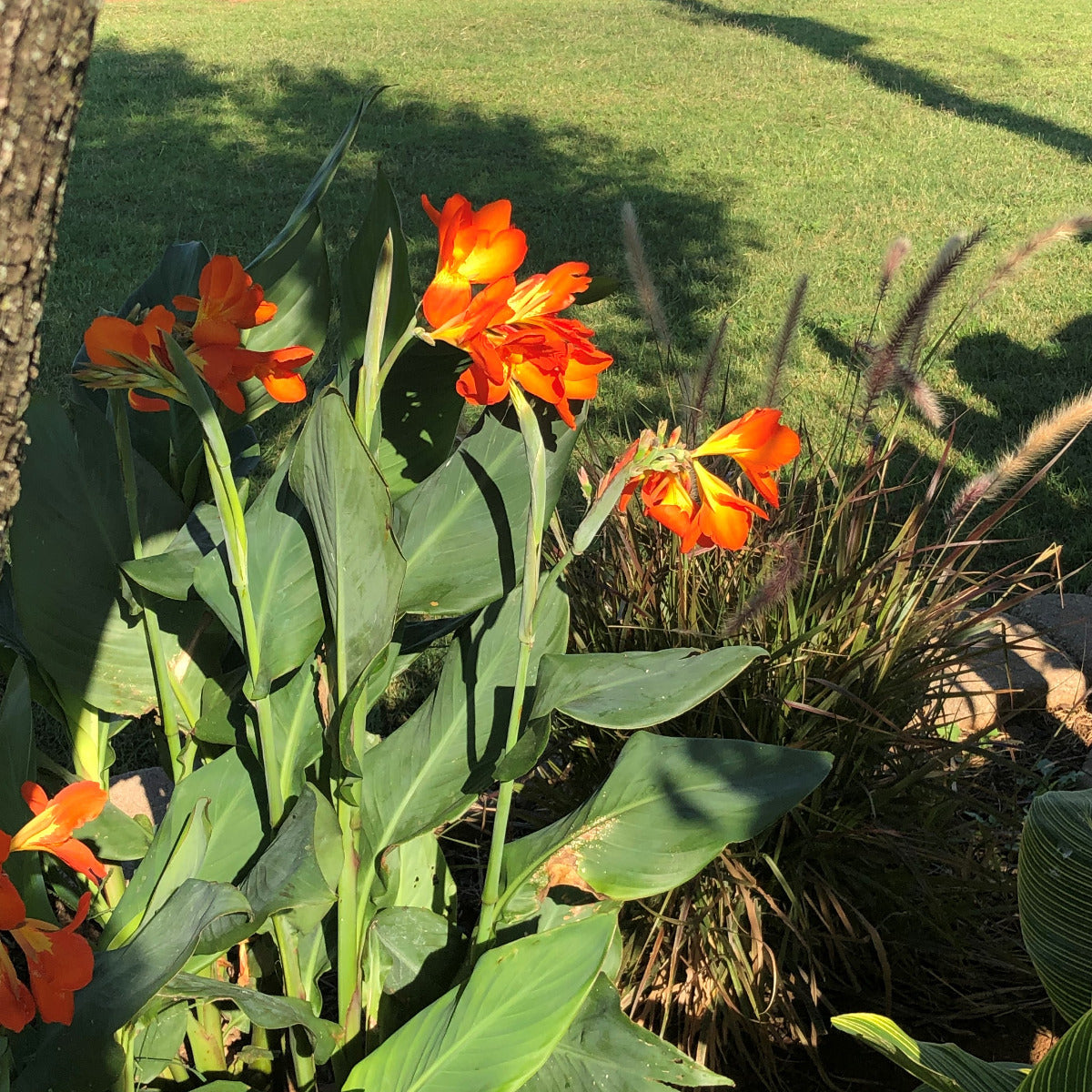 Orange Punch Canna Flower Bulbs